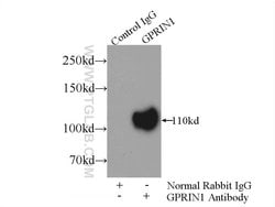 GPRIN1 Rabbit anti-Human, Mouse, Polyclonal, Proteintech 150 &mu;L; Unconjugated:Antibodies,