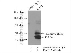 EAF1 Rabbit anti-Human, Mouse, Rat, Polyclonal, Proteintech 150 &mu;L;