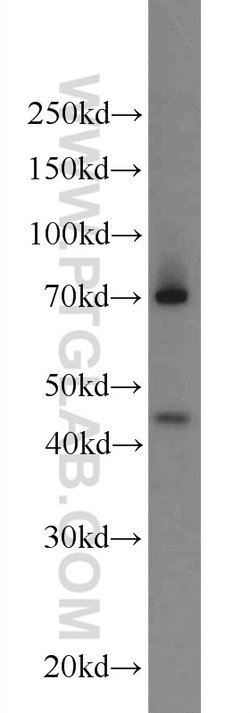 EAF1 Rabbit anti-Human, Mouse, Rat, Polyclonal, Proteintech 150 &mu;L;