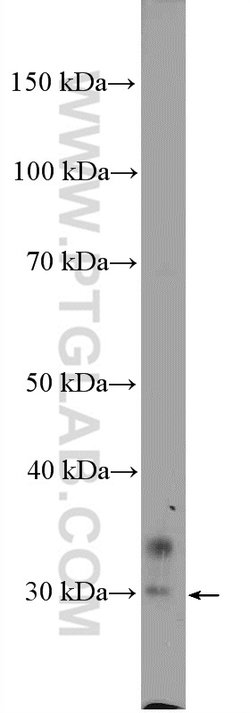 EAF1 Rabbit anti-Human, Mouse, Rat, Polyclonal, Proteintech 150 &mu;L;