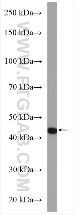 PAI-1 Rabbit anti-Human, Polyclonal, Proteintech:Antibodies:Primary Antibodies