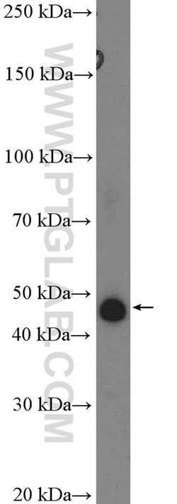 PAI-1 Rabbit anti-Human, Polyclonal, Proteintech:Antibodies:Primary Antibodies