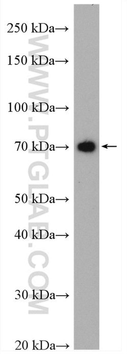 DYNC1I1 Rabbit anti-Human, Mouse, Rat, Polyclonal, Proteintech 150 &mu;L;