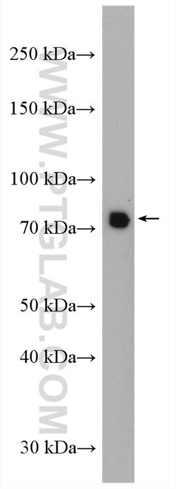 DYNC1I1 Rabbit anti-Human, Mouse, Rat, Polyclonal, Proteintech 150 &mu;L;