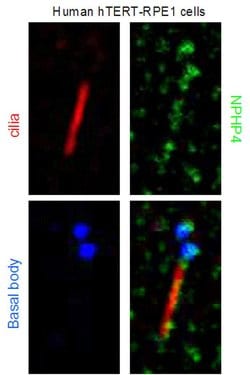 NPHP4 Rabbit anti-Canine, Human, Mouse, Polyclonal, Proteintech 150 &mu;L;