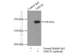 NISCH Rabbit anti-Human, Mouse, Rat, Polyclonal, Proteintech 150 &mu;L;