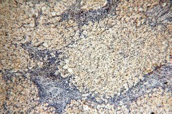 DIXDC1 Rabbit anti-Human, Mouse, Rat, Polyclonal, Proteintech:Antibodies:Primary