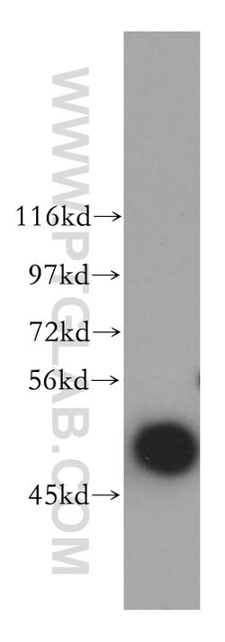ARP3 Rabbit anti-Human, Mouse, Rat, Polyclonal, Proteintech 150 &mu;L;