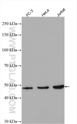 ARP3 Rabbit anti-Human, Mouse, Rat, Polyclonal, Proteintech 150 &mu;L;