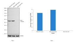 Invitrogen Connexin 43 Monoclonal Antibody (CX-1B1) 100 &mu;g; Unconjugated:Antibodies,