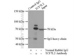 TCF7L2 Rabbit anti-Human, Mouse, Rat, Polyclonal, Proteintech 150 &mu;L;