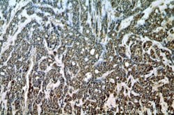 SAP18 Rabbit anti-Human, Mouse, Rat, Polyclonal, Proteintech:Antibodies:Primary