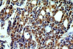 SAP18 Rabbit anti-Human, Mouse, Rat, Polyclonal, Proteintech:Antibodies:Primary