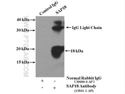 SAP18 Rabbit anti-Human, Mouse, Rat, Polyclonal, Proteintech:Antibodies:Primary