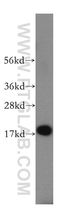 SAP18 Rabbit anti-Human, Mouse, Rat, Polyclonal, Proteintech:Antibodies:Primary