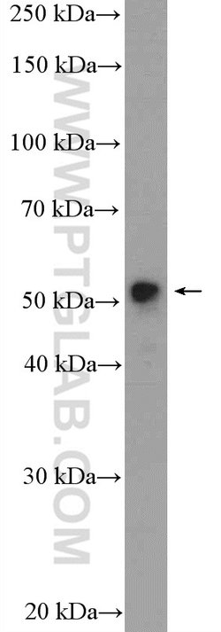 MOF Rabbit anti-Human, Mouse, Rat, Polyclonal, Proteintech 150 &mu;L; Unconjugated:Antibodies,