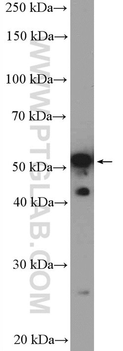 MOF Rabbit anti-Human, Mouse, Rat, Polyclonal, Proteintech 150 &mu;L; Unconjugated:Antibodies,