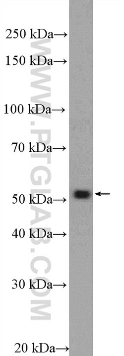 MOF Rabbit anti-Human, Mouse, Rat, Polyclonal, Proteintech 150 &mu;L; Unconjugated:Antibodies,