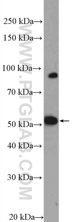 MOF Rabbit anti-Human, Mouse, Rat, Polyclonal, Proteintech 150 &mu;L; Unconjugated:Antibodies,