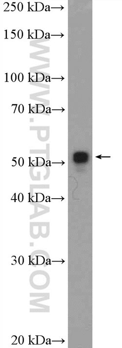 MOF Rabbit anti-Human, Mouse, Rat, Polyclonal, Proteintech 150 &mu;L; Unconjugated:Antibodies,