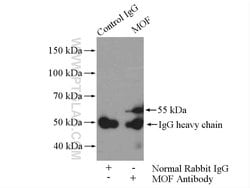 MOF Rabbit anti-Human, Mouse, Rat, Polyclonal, Proteintech 150 &mu;L; Unconjugated:Antibodies,