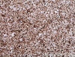 JAKMIP1 Rabbit anti-Human, Mouse, Polyclonal, Proteintech:Antibodies:Primary