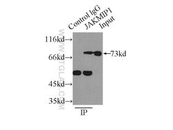 JAKMIP1 Rabbit anti-Human, Mouse, Polyclonal, Proteintech:Antibodies:Primary