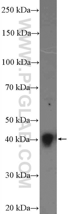 SH3GL3 Rabbit anti-Human, Mouse, Rat, Polyclonal, Proteintech:Antibodies:Primary