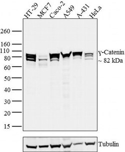 Invitrogen gamma Catenin Monoclonal Antibody (PG-11E4) 100 &mu;g; Unconjugated:Antibodies,