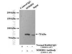 SORBS1 Rabbit anti-Human, Mouse, Polyclonal, Proteintech:Antibodies:Primary