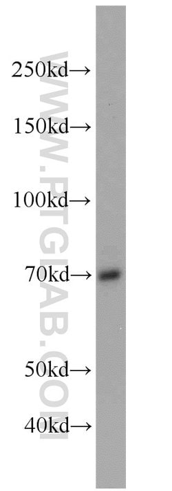 SORBS1 Rabbit anti-Human, Mouse, Polyclonal, Proteintech:Antibodies:Primary