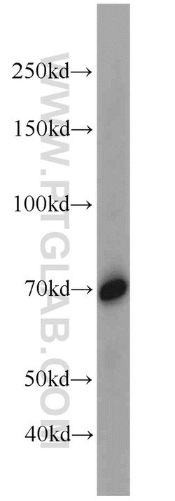 SORBS1 Rabbit anti-Human, Mouse, Polyclonal, Proteintech:Antibodies:Primary