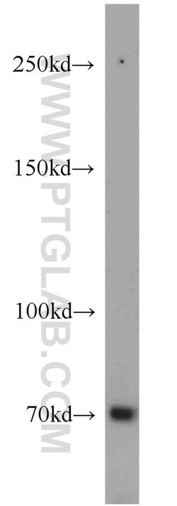 SORBS1 Rabbit anti-Human, Mouse, Polyclonal, Proteintech:Antibodies:Primary
