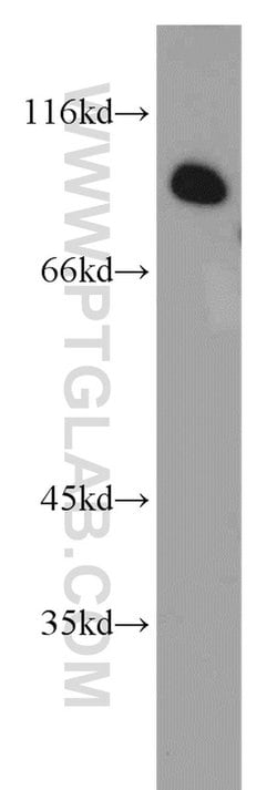 CCPG1 Rabbit anti-Human, Mouse, Rat, Polyclonal, Proteintech:Antibodies:Primary