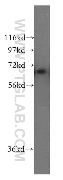 PKC iota Rabbit anti-Chicken, Human, Polyclonal, Proteintech:Antibodies:Primary