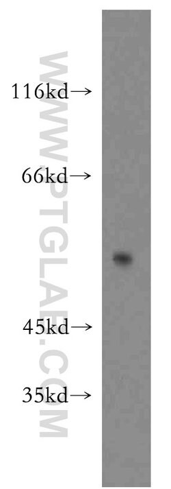 SIAH1 Rabbit anti-Human, Mouse, Polyclonal, Proteintech:Antibodies:Primary