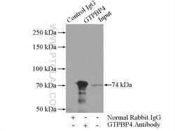 GTPBP4 Rabbit anti-Human, Mouse, Polyclonal, Proteintech 150 &mu;L; Unconjugated:Antibodies,