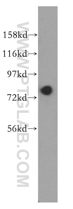 GTPBP4 Rabbit anti-Human, Mouse, Polyclonal, Proteintech 150 &mu;L; Unconjugated:Antibodies,