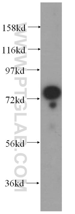 GTPBP4 Rabbit anti-Human, Mouse, Polyclonal, Proteintech 150 &mu;L; Unconjugated:Antibodies,
