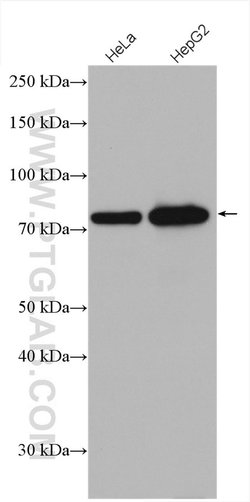 GTPBP4 Rabbit anti-Human, Mouse, Polyclonal, Proteintech 150 &mu;L; Unconjugated:Antibodies,