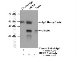MEK3 Rabbit anti-Human, Mouse, Rat, Polyclonal, Proteintech:Antibodies:Primary