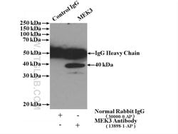 MEK3 Rabbit anti-Human, Mouse, Rat, Polyclonal, Proteintech:Antibodies:Primary