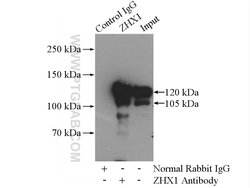 ZHX1 Rabbit anti-Human, Mouse, Rat, Polyclonal, Proteintech 150 &mu;L;
