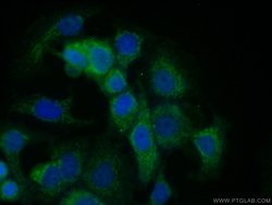 SODD/BAG4 Rabbit anti-Human, Polyclonal, Proteintech 150 &mu;L; Unconjugated:Antibodies,