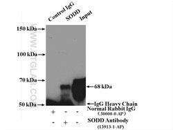 SODD/BAG4 Rabbit anti-Human, Polyclonal, Proteintech 150 &mu;L; Unconjugated:Antibodies,