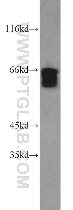 SODD/BAG4 Rabbit anti-Human, Polyclonal, Proteintech 150 &mu;L; Unconjugated:Antibodies,