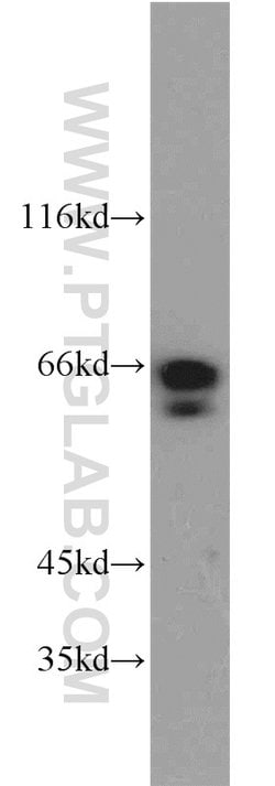 SODD/BAG4 Rabbit anti-Human, Polyclonal, Proteintech 150 &mu;L; Unconjugated:Antibodies,