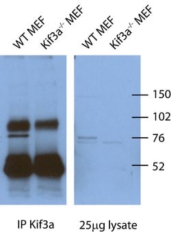 KIF3A Rabbit anti-Human, Mouse, Polyclonal, Proteintech 150 &mu;L; Unconjugated:Antibodies,