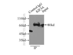 KIF3A Rabbit anti-Human, Mouse, Polyclonal, Proteintech 150 &mu;L; Unconjugated:Antibodies,