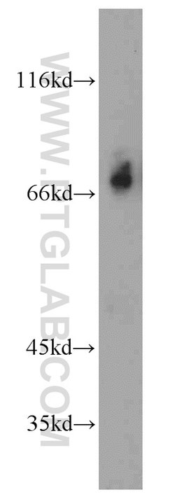 KIF3A Rabbit anti-Human, Mouse, Polyclonal, Proteintech 150 &mu;L; Unconjugated:Antibodies,